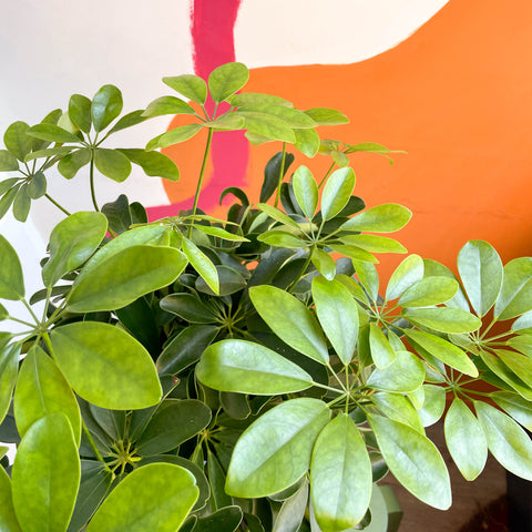 Schefflera arboricola 'Nora' – Strahlenaralie