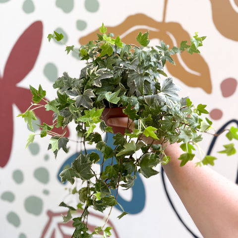 Hedera helix 'Bont' - Hiedra común