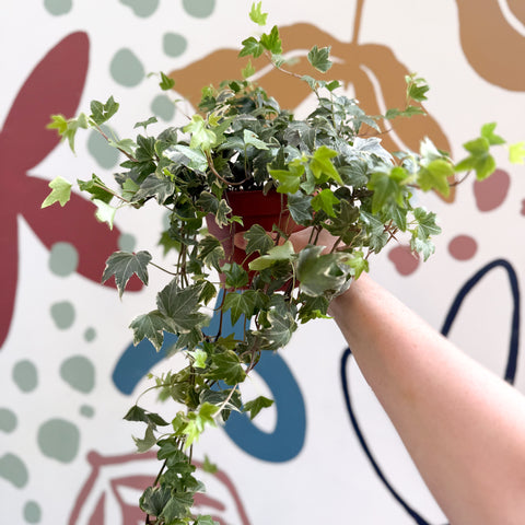 Hedera helix 'Bont' - Hiedra común