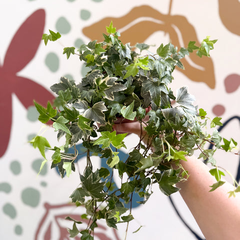 Hedera helix 'Bont' - Hiedra común