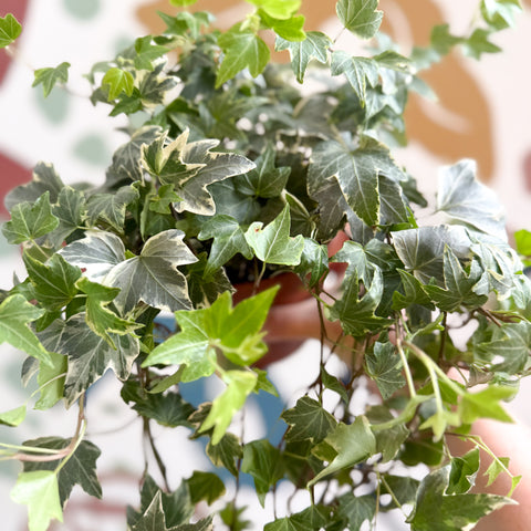 Hedera helix 'Bont' - Hiedra común