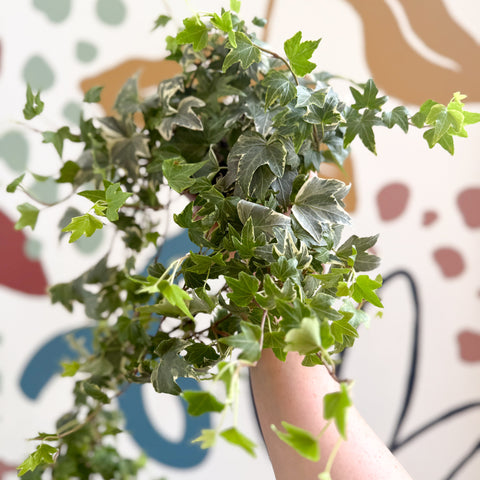 Hedera helix 'Bont' - Hiedra común