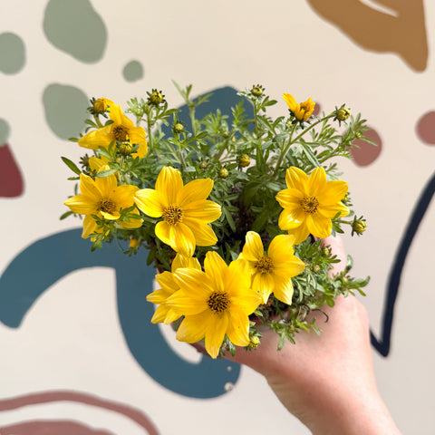 Bidens - Yellow Beggar's Tick