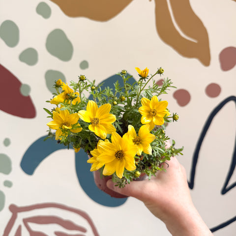 Bidens - Yellow Beggar's Tick