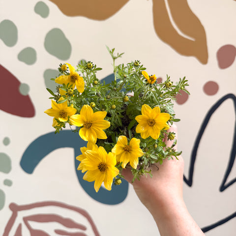 Bidens - Cadillo