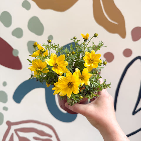 Bidens - Cadillo