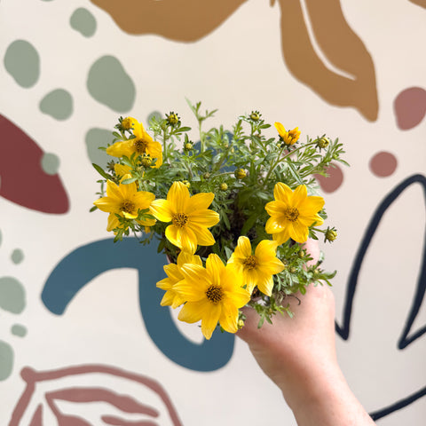 Bidens - Cadillo