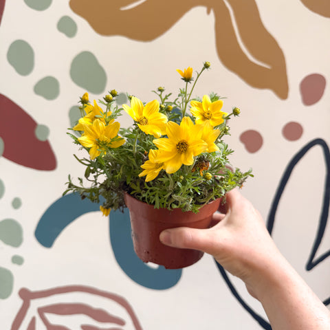 Bidens - Cadillo