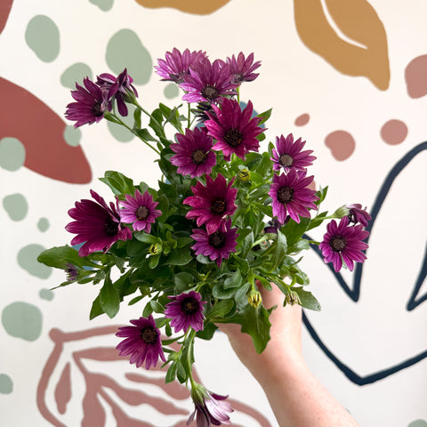 Osteospermum - Margarita africana rosa
