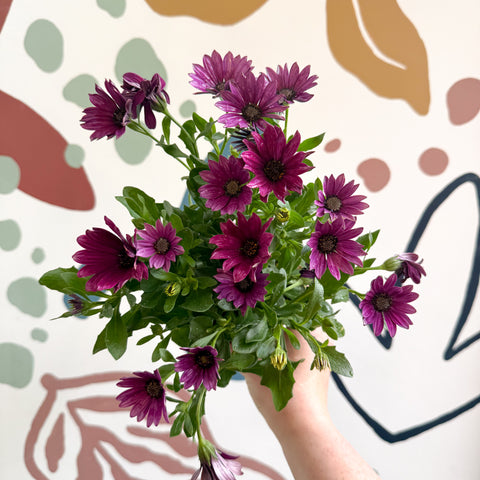Osteospermum - Margarita africana rosa