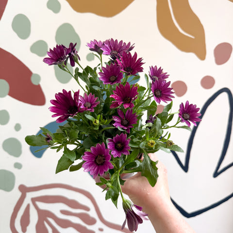 Osteospermum - Margarita africana rosa