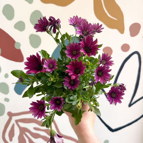 Osteospermum - Margarita africana rosa