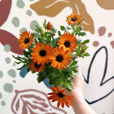 Osteospermum - Margarita africana naranja