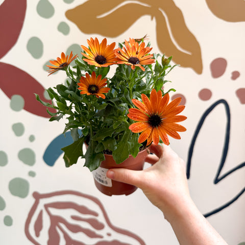 Osteospermum - Margarita africana naranja