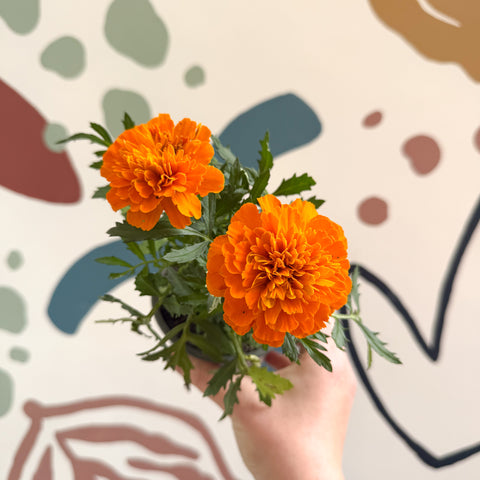 Tagetes - Orange African Marigold