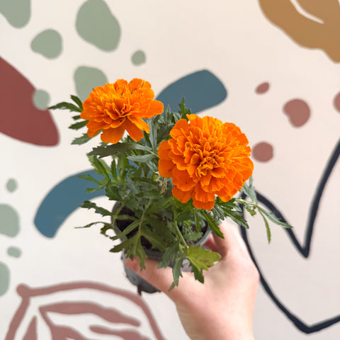 Tagetes - Orange African Marigold