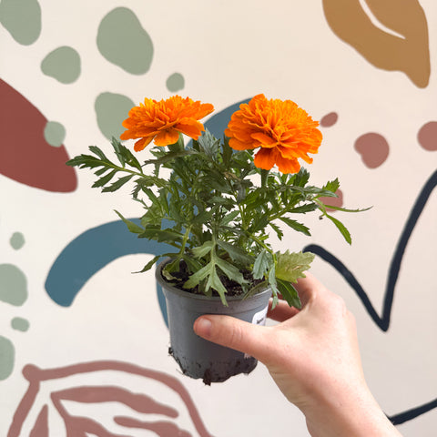 Tagetes - Aufrechte Studentenblume