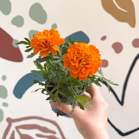 Tagetes - Aufrechte Studentenblume