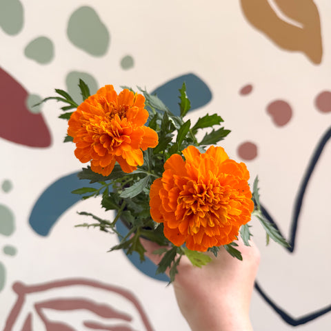 Tagetes - Aufrechte Studentenblume