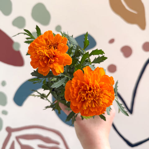 Tagetes - Aufrechte Studentenblume