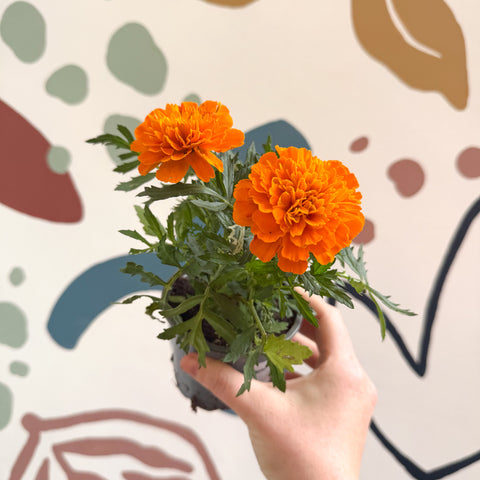 Tagetes - Aufrechte Studentenblume