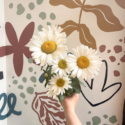Leucanthemum × superbum ‘Dwarf Snow Lady’ - Margarita Shasta