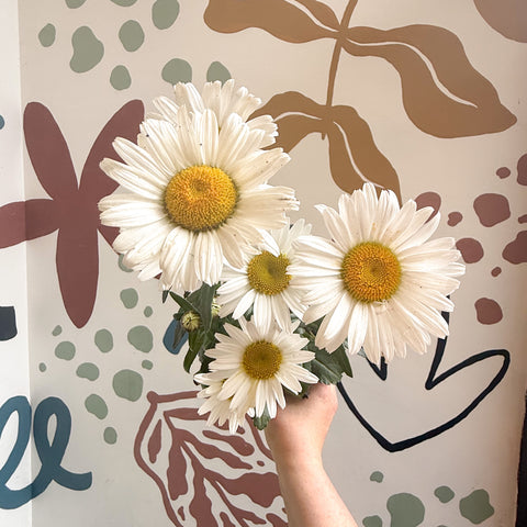 Leucanthemum × superbum ‘Dwarf Snow Lady’ - Margarita Shasta