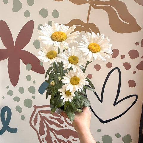 Leucanthemum × superbum ‘Dwarf Snow Lady’ - Shasta Daisy