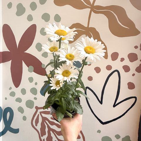 Leucanthemum × superbum ‘Dwarf Snow Lady’ - Margarita Shasta