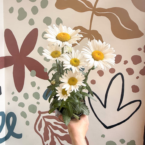 Leucanthemum × superbum ‘Dwarf Snow Lady’ - Margarita Shasta
