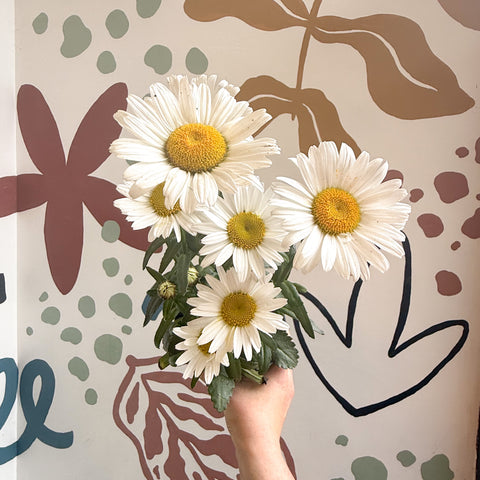 Leucanthemum × superbum ‘Dwarf Snow Lady’ - Margarita Shasta