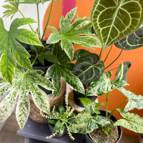 Mystery Bundles