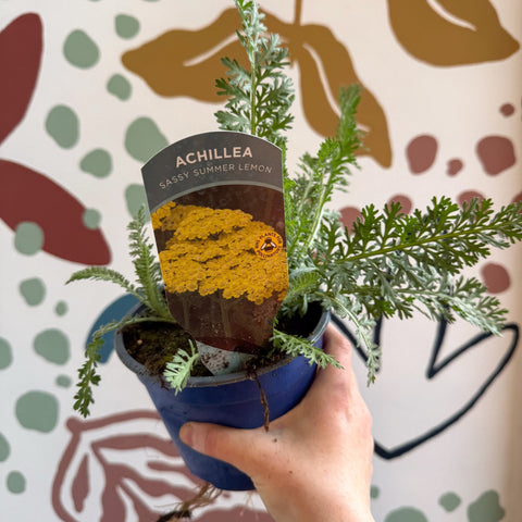 Achillea millefolium 'Sassy Summer Lemon' - Yellow Yarrow - British Grown Herbaceous Perennial - Sprouts of Bristol