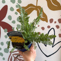 Achillea millefolium 'Sassy Summer Lemon' - Yellow Yarrow - British Grown Herbaceous Perennial - Sprouts of Bristol