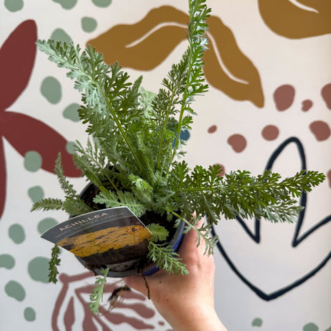 Achillea millefolium 'Sassy Summer Lemon' - Yellow Yarrow - British Grown Herbaceous Perennial - Sprouts of Bristol