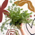 Achillea millefolium 'Sassy Summer Sunset' - Orange Yarrow - British Grown Herbaceous Perennial - Sprouts of Bristol