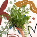Achillea millefolium 'Sassy Summer Sunset' - Orange Yarrow - British Grown Herbaceous Perennial - Sprouts of Bristol
