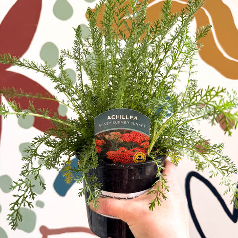 Achillea millefolium 'Sassy Summer Sunset' - Orange Yarrow - British Grown Herbaceous Perennial - Sprouts of Bristol