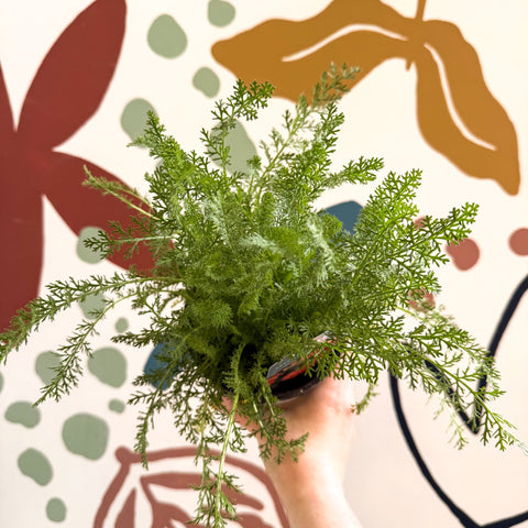 Achillea millefolium 'Sassy Summer Sunset' - Orange Yarrow - British Grown Herbaceous Perennial - Sprouts of Bristol