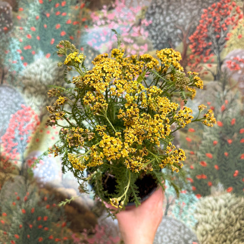 Achillea millefolium - Yellow Yarrow - Sprouts of Bristol