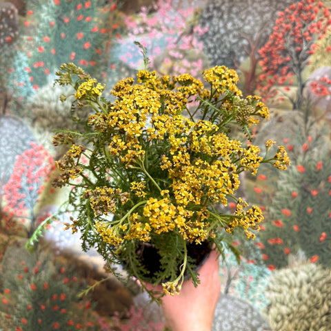Achillea millefolium - Yellow Yarrow - Sprouts of Bristol