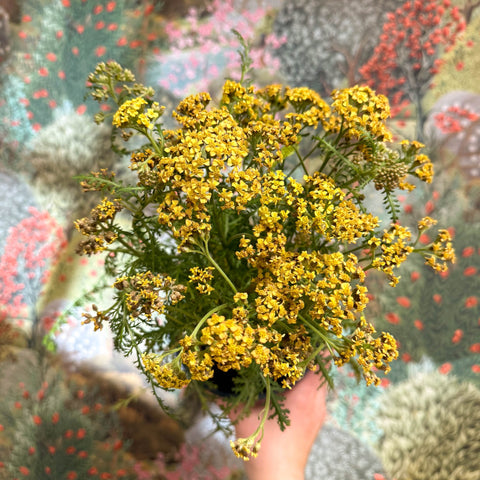 Achillea millefolium - Yellow Yarrow - Sprouts of Bristol