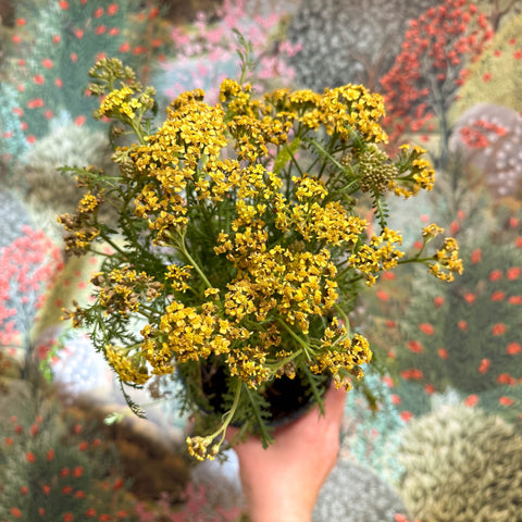 Achillea millefolium - Yellow Yarrow - Sprouts of Bristol