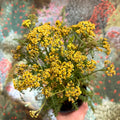 Achillea millefolium - Yellow Yarrow - Sprouts of Bristol