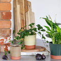 Adeline Beaded Edge Planter – Forest Green - Sprouts of Bristol