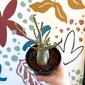 Adenium obesum 'Baobab' - Desert Rose - Sprouts of Bristol