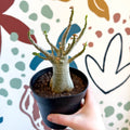 Adenium obesum 'Baobab' - Desert Rose - Sprouts of Bristol