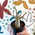 Adenium obesum 'Baobab' - Desert Rose - Sprouts of Bristol