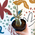 Adenium obesum 'Baobab' - Desert Rose - Sprouts of Bristol