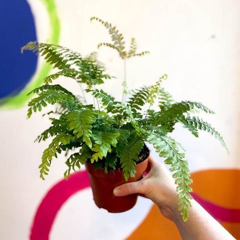 Adiantum hispidulum 'Bronze Venus' - Rough Maidenhair Fern - Sprouts of Bristol